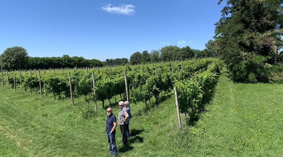 Lake Garda: Vineyard Tour and 6 wine Tasting - Who should book this vineyard tour (and who should skip it)