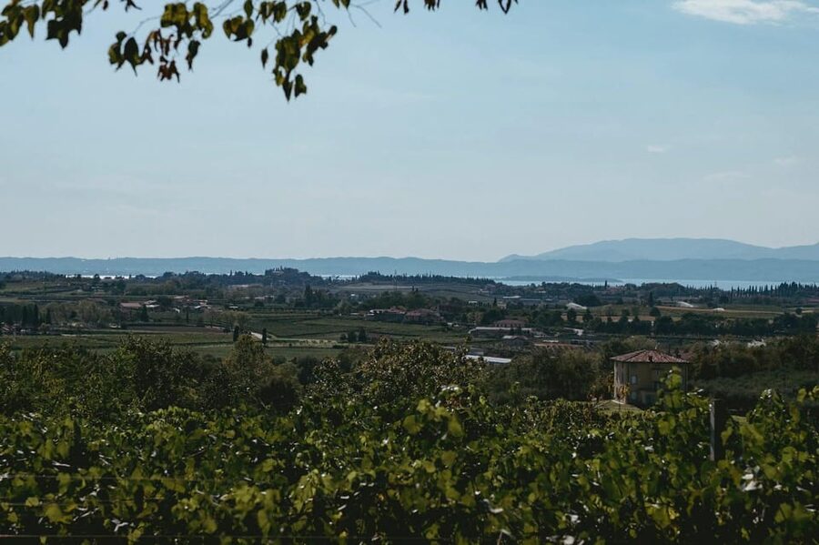 Lake Garda: Vineyard Tour and Tasting on the Hills - Lake Garda hills, vineyard walking, and an owner who actually talks wine