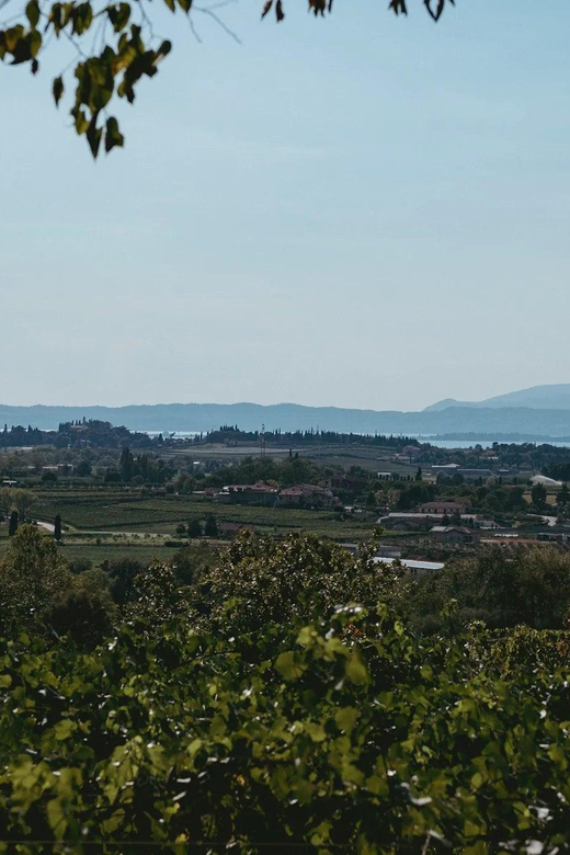 Lake Garda: Vineyard Tour and Tasting on the Hills - Stop 1: the vineyard visit (where the tour starts making sense)