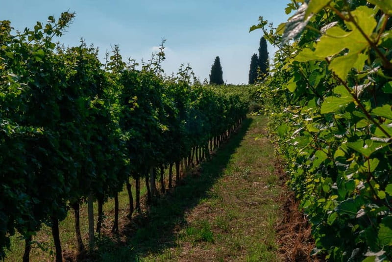 Lake Garda: Winery Tour & Wine Tasting with Local Delicacies - Who This 2-Hour Wine Tasting Suits Best