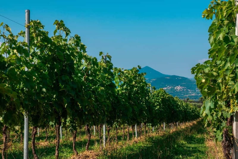Lake Garda: Winery Tour & Wine Tasting with Local Delicacies - Practical Tips Before You Go