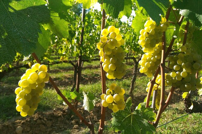 Lake Iseo & Franciacorta Winery. Scenic & Wine Tasting tour - Monte Isola free time: how to use 1.5 hours on a car-free island