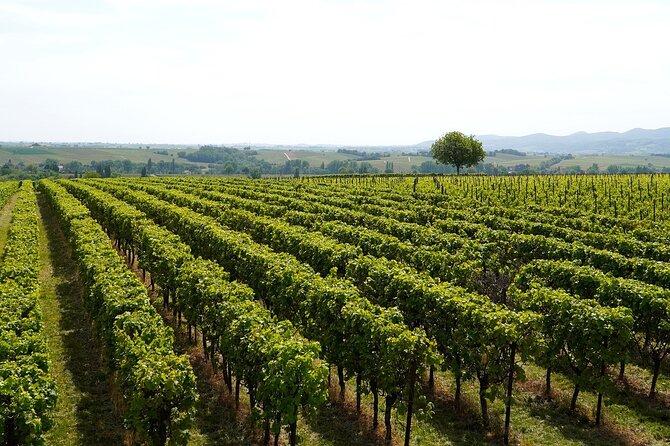 Lake Iseo & Franciacorta Winery. Scenic & Wine Tasting tour - Sulzano transfer: quick changeover with zero drama