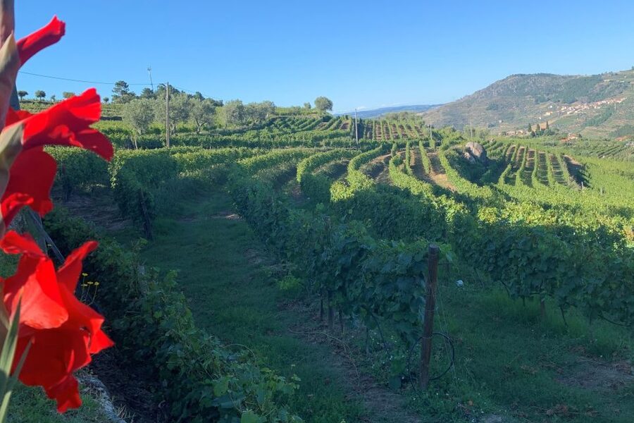 Lamego: Quinta da Portela de Baixo Winery Tour and Tasting - Vineyard views and a walk that can include two farms