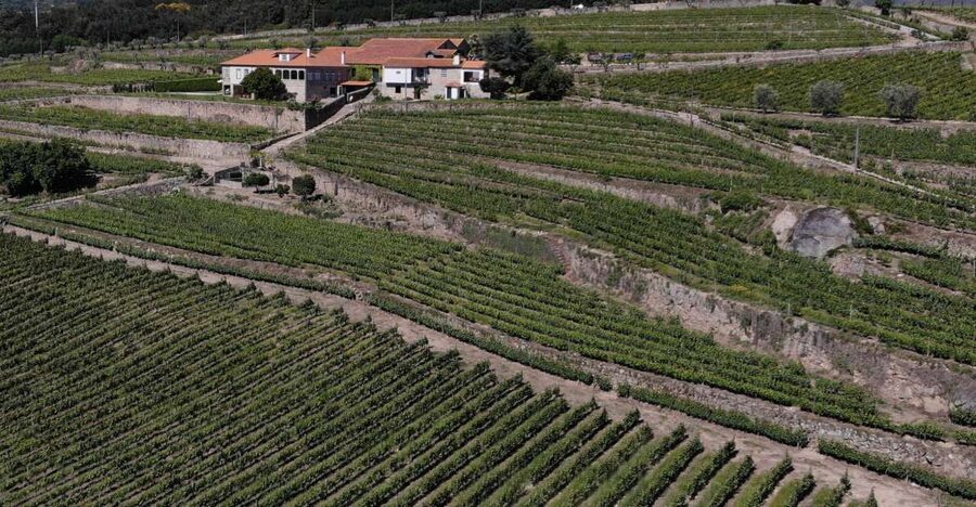 Lamego: Quinta da Portela de Baixo Winery Tour and Tasting - The tasting flight: sparkling, DOC Douro, and three ports