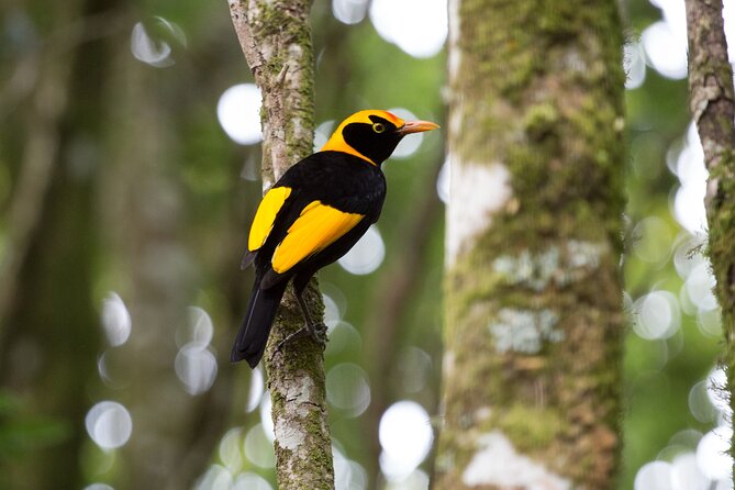 Lamington National Park, O'Reilly's & Vineyard Tour - Quick hits: what makes this day trip worth your time