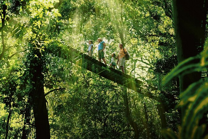 Lamington National Park, O'Reilly's & Vineyard Tour - Stop 2: Lamington National Park tree-top walk at O’Reilly’s
