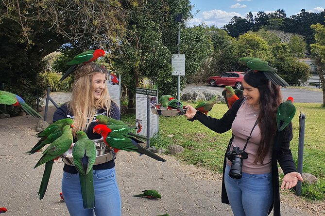 Lamington National Park, O'Reilly's & Vineyard Tour - Stop 1: Canungra break before the climb