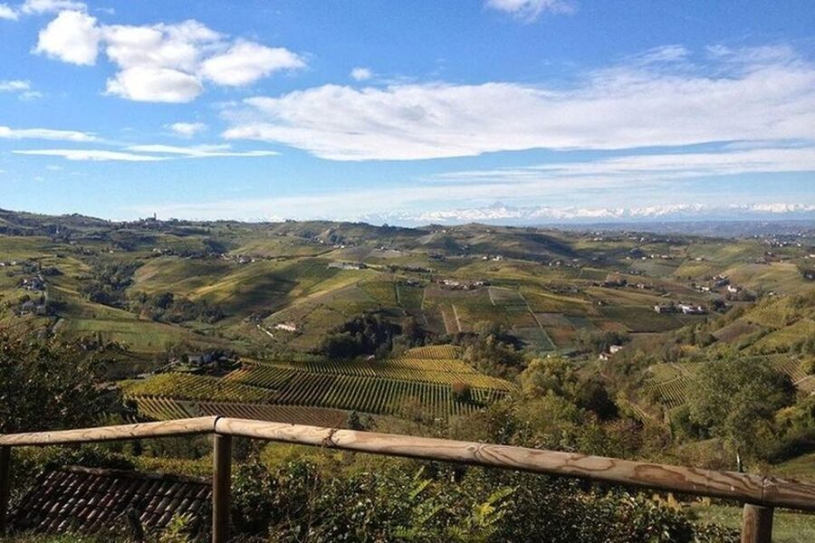 Langhe & Monferrato: Vineyard Tour and Wine Tasting - Vineyard cellar time (weather permitting)