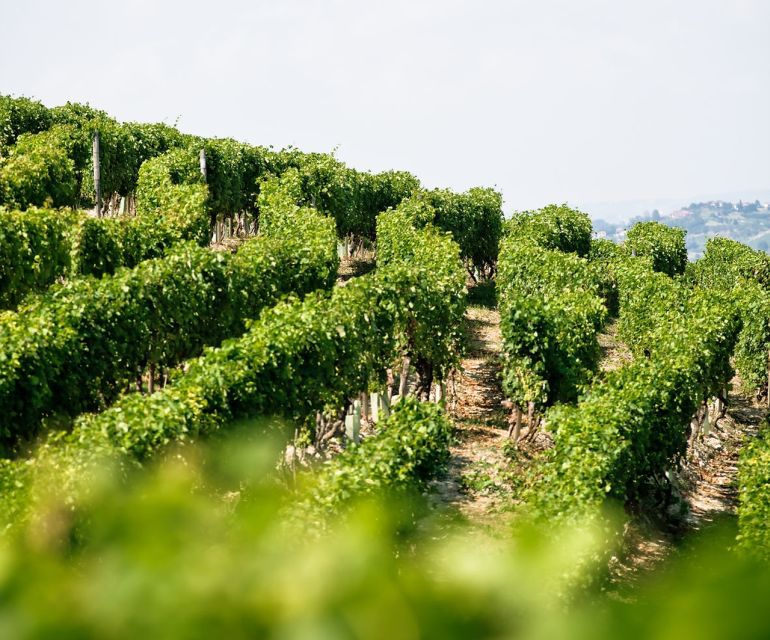 Langhe & Monferrato: Vineyard Tour and Wine Tasting - Food included: the small pairings that make it feel like an evening