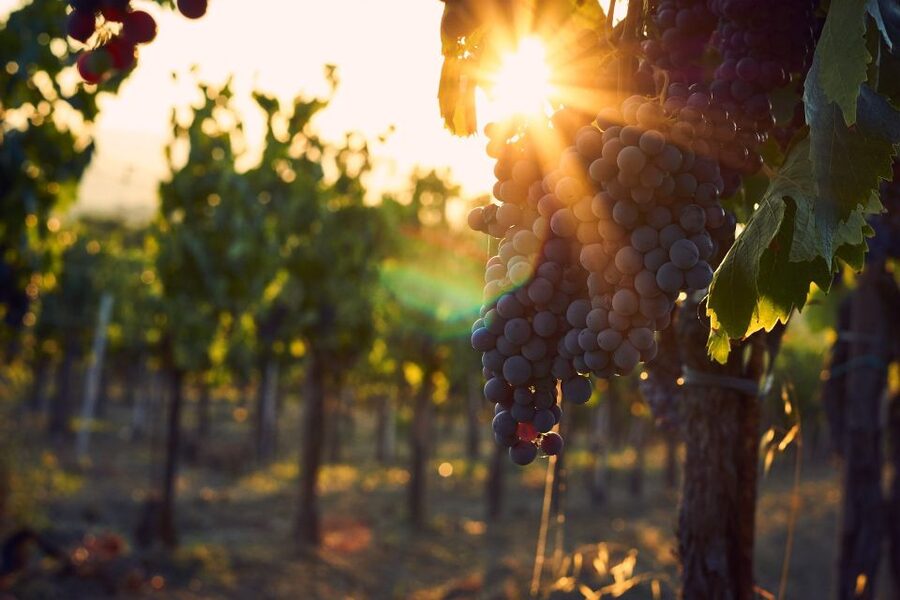 Langhe: Winery Tour and Wine Tasting - The flow of the winery tour: from estate walk to cellar views