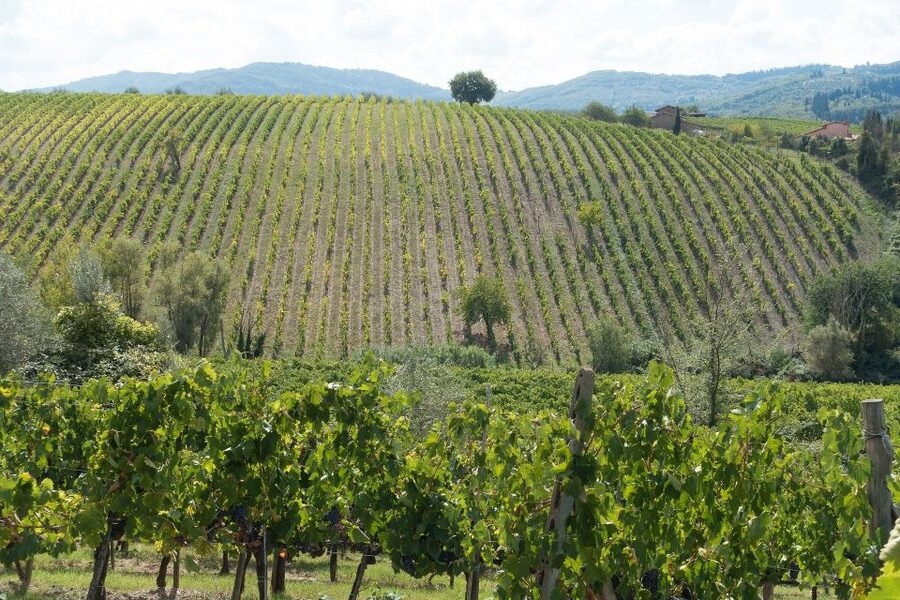 Langhe: Winery Tour and Wine Tasting - The tasting of 4 Nebbiolo and Barolo wines (and how to get more from it)