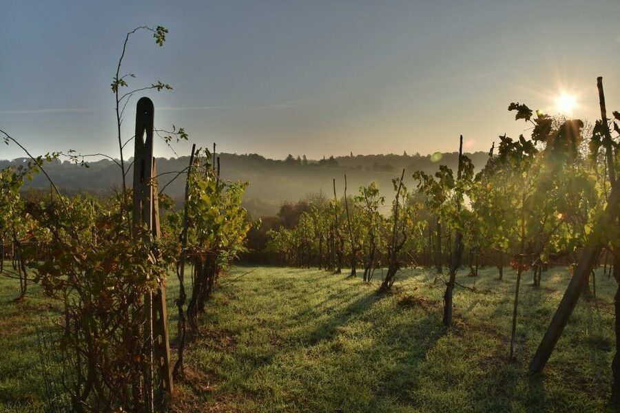 Langhe: Winery Tour and Wine Tasting - Who this tour is for (and who should skip it)
