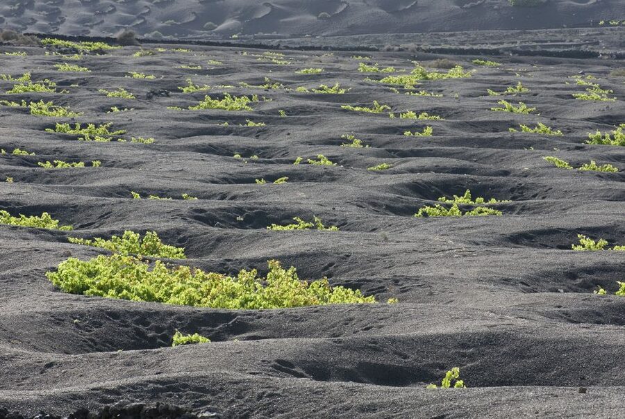 Lanzarote: Vineyard Tour with Wine and Chocolate Tasting - Who should book this tour (and who should skip it)