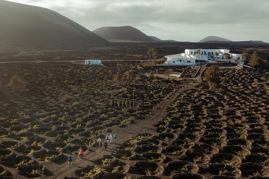 Lanzarote: Vineyard Tour with Wine and Chocolate Tasting - Volcanic vines at Finca Testeina: why Lanzarote wine tastes different