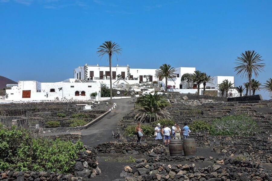 Lanzarote: Vineyard Tour with Wine and Chocolate Tasting - The 50-minute vineyard stroll: Malvasía Volcánica vs Listán Negro