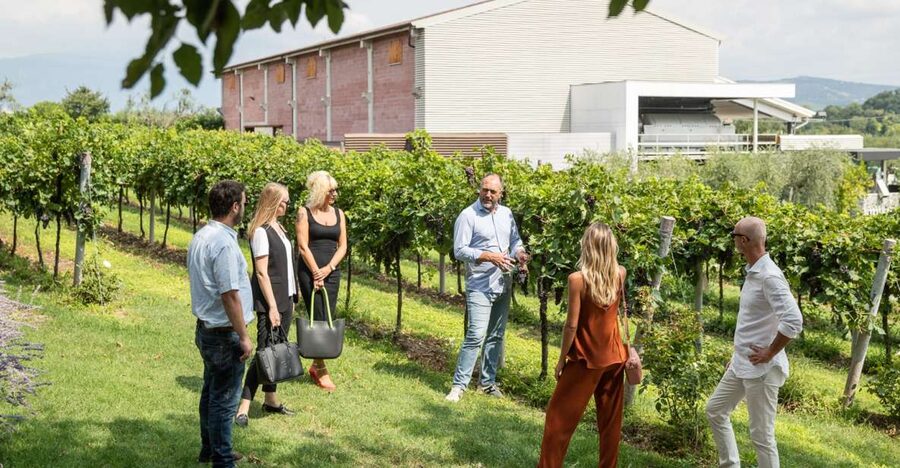 Lazise: Vineyard Tour and Organic Wine Tasting - Inside the cellar: old and new tools for making wine