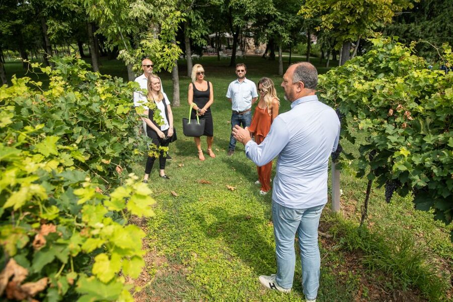Lazise: Vineyard Tour and Organic Wine Tasting - A couple of practical “plan for it” considerations
