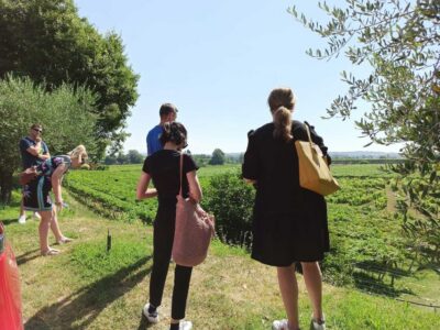 Lazise: Winery Tour with Garda Wines and Food Tasting - Vineyard walking in Lazise: traditional grape blocks and real methods