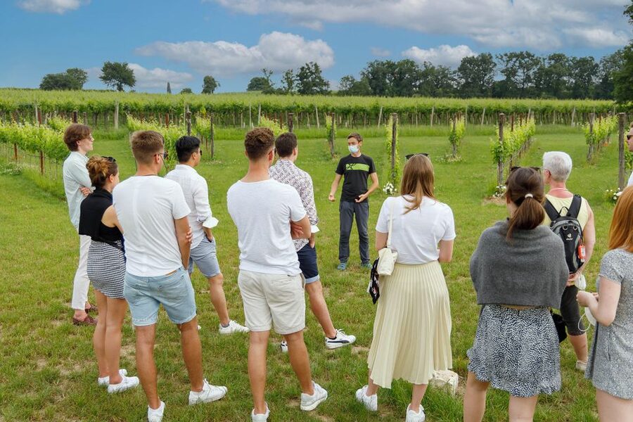 Lazise: Winery Tour with Garda Wines and Food Tasting - Who this Lazise Garda winery tour suits best