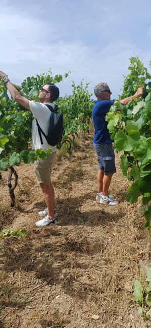 Lecce: Countryside Vineyard Walk & Wine Tasting - Who Should Book This: Best Fit for Wine Curious, Food Lovers, and Countryside Seekers