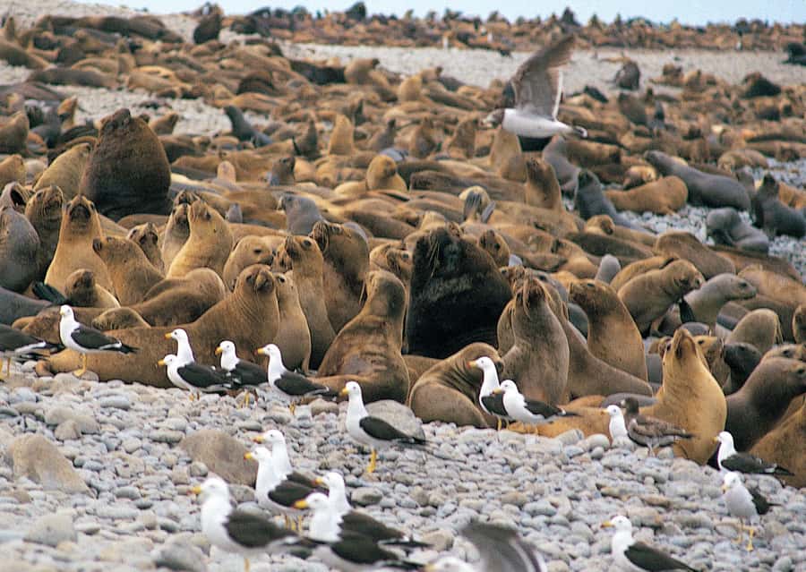 Lima: Ballestas Islands, Winery and Nazca Lines Private Tour - Ballestas Islands: the kind of rugged scenery that forces you to look up
