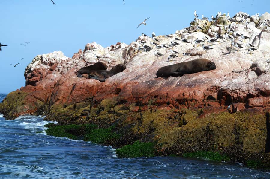 Lima: Ballestas Islands, Winery and Nazca Lines Private Tour - Paracas Lunch and Chincha Alta Wine + Pisco Tasting: calories, then corks
