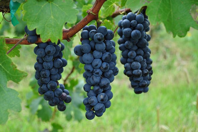 Local Vineyard Tour & Wine Tasting at the Independence Valley - Price and value: is $99 worth it?