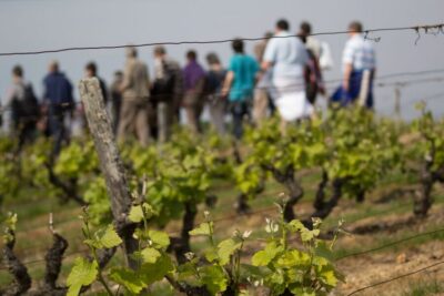 Loire Valley: Vouvray Vineyard Tour and Wine Tasting - Vineyard walk and the logic of appellation rules