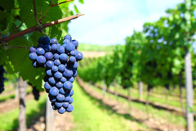Long Island Winery Tour - Tastings, Flights, and the $295 Value Reality Check