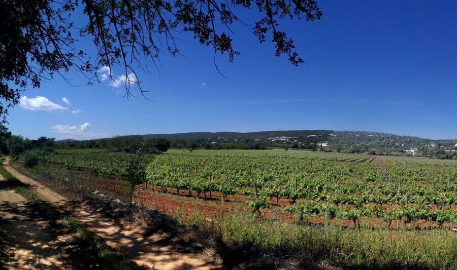 Loulé: Quinta da Tôr Winery Guided Tour and Wine Tasting - Why Quinta da Tôr feels like an Algarvian wine stop, not a production line