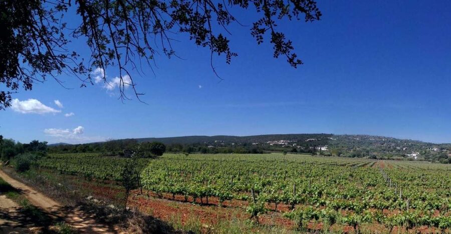 Loulé: Quinta da Tôr Winery Guided Tour and Wine Tasting - The 30-minute winery tour: how grape growing turns into bottled wine