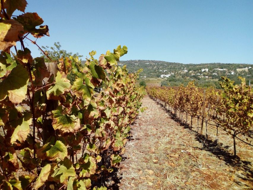 Loulé: Quinta da Tôr Winery Guided Tour and Wine Tasting - The tasting itself: 4 Algarve wines plus bread and olive oil