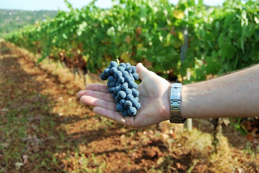 Loulé: Quinta da Tôr Winery Guided Tour and Wine Tasting - Who this tour suits best (and who might want something else)