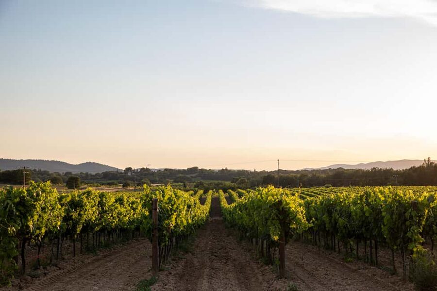 Luberon: Vineyard Tour and Wine Tasting - Key Things to Know Before You Go