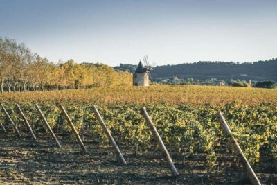 Luberon: Vineyard Tour and Wine Tasting - Walking the Vines: Eco-Friendly Work and the Vine Cycle