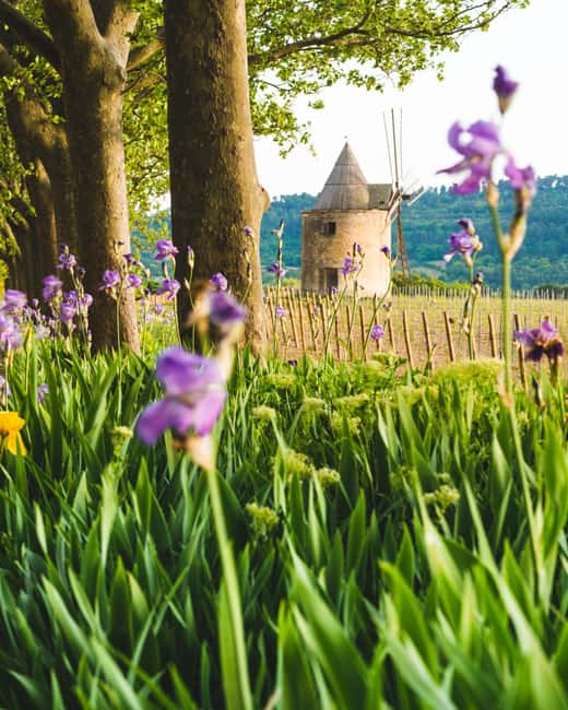 Luberon: Vineyard Tour and Wine Tasting - The Estate Tasting: Guided Flights of All Château de Sannes Wines