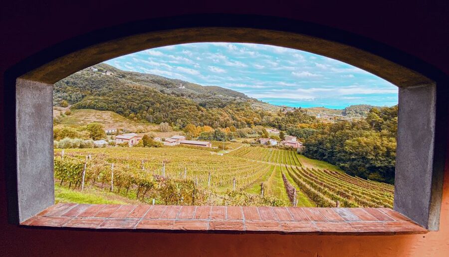 Lucca: Guided Winery Tour with Wine Tasting - Who this tour suits best (and who might skip it)