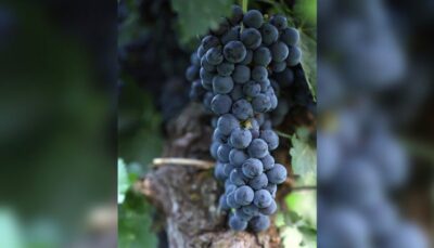 Lucca: Guided Winery Tour with Wine Tasting - Tenuta Adamo cellar tour: where the tasting story starts