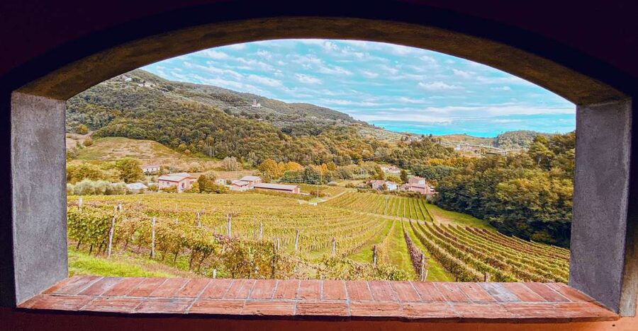 Lucca: Guided Winery Tour with Wine Tasting - Talking with other guests without losing the guide