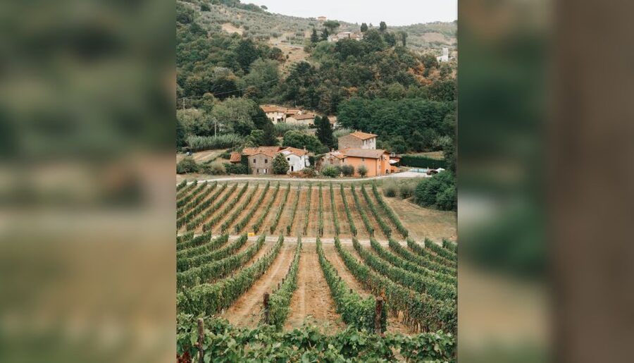 Lucca: Guided Winery Tour with Wine Tasting - Price and value: why $29 feels fair here