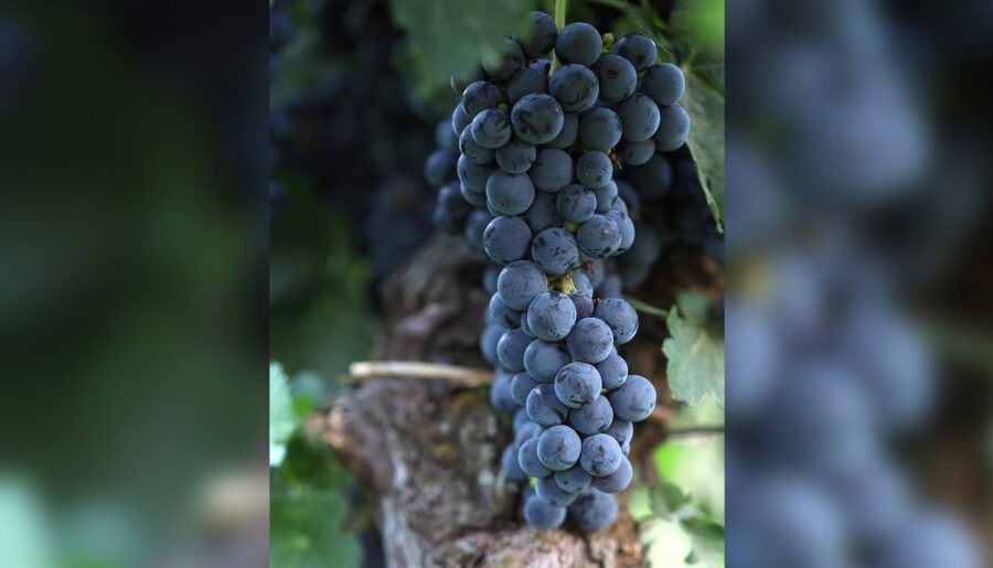 Lucca: Guided Winery Tour with Wine Tasting - Tenuta Adamo cellar tour: where the tasting story starts