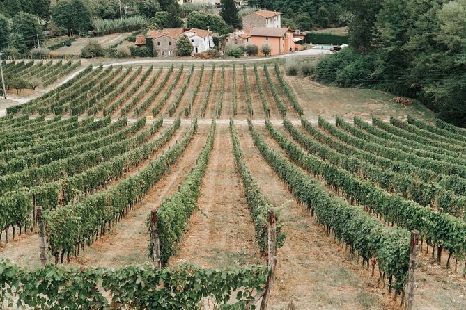 Lucca: Wine Tasting Experience - Tenuta Adamo Winery - Timing, outdoor comfort, and why weather can change the feel