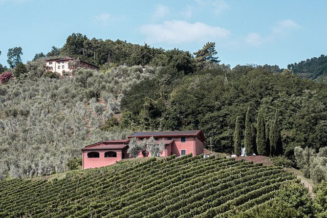 Lucca: Wine Tasting Experience - Tenuta Adamo Winery - Getting there from Lucca: how to avoid the steep-road stress