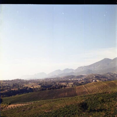 Lundër: Lundra Winery Guided Tour with Wine Tasting - Vineyard Walk: seeing grape-growing up close (and why it matters)