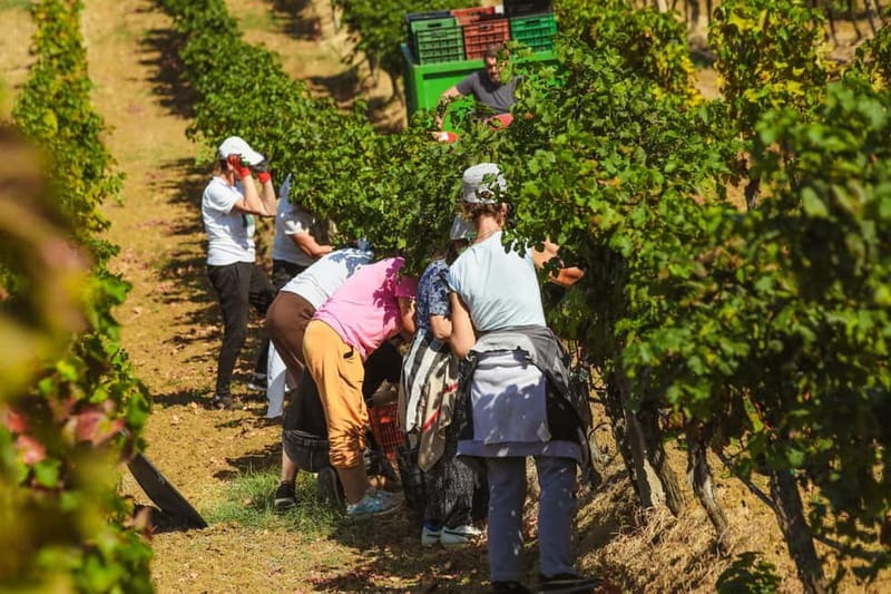 Lundër: Lundra Winery Guided Tour with Wine Tasting - Practical tips that make the tour smoother