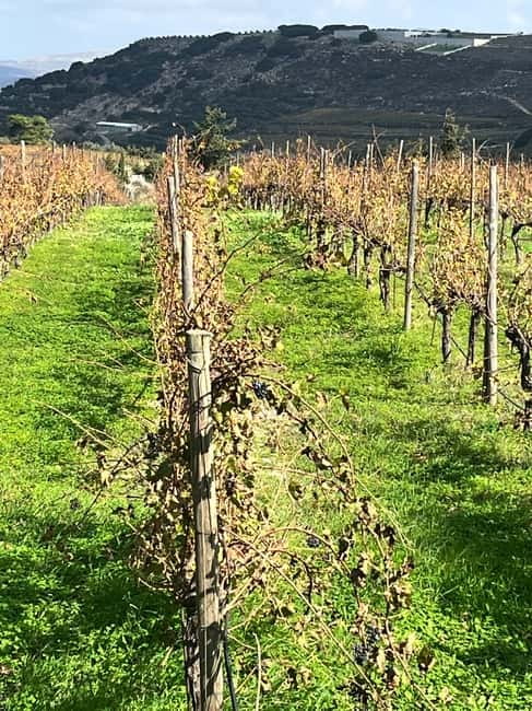 Lyrarakis Winery Official Shuttle Service Tour and Taste - Who should book this Lyrarakis shuttle tour—and who should skip