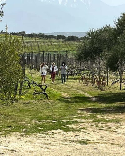 Lyrarakis Winery Official Shuttle Service Tour and Taste - Your timing: about 2 hours at the winery inside a 3-hour trip
