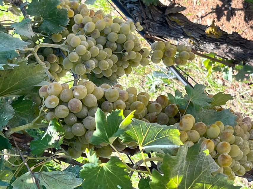 Lyrarakis Winery Official Shuttle Service Tour and Taste - The tasting: five indigenous wines with rusks and olive oil