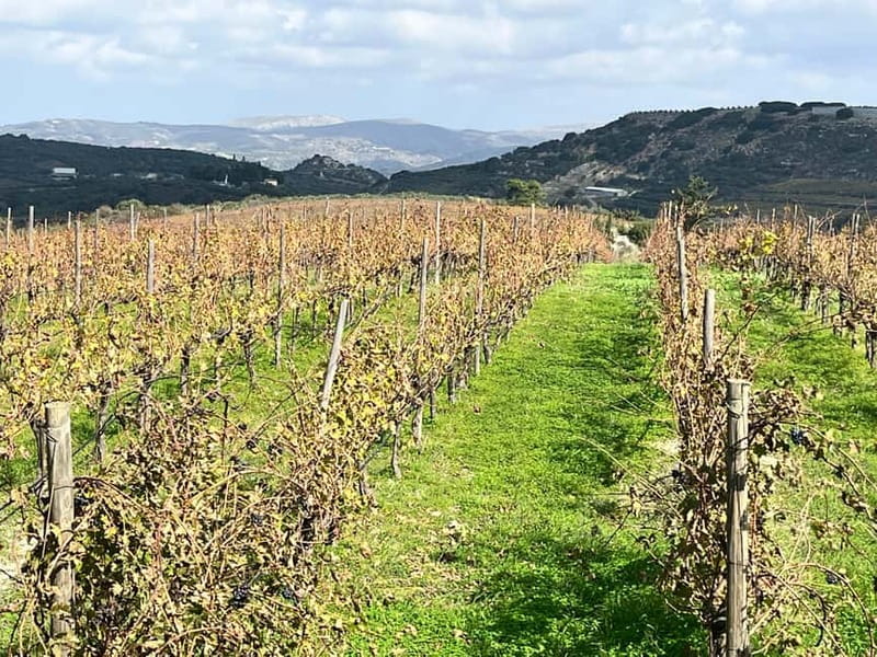 Lyrarakis Winery Official Shuttle Service Tour and Taste - What to bring and wear for a comfortable day out